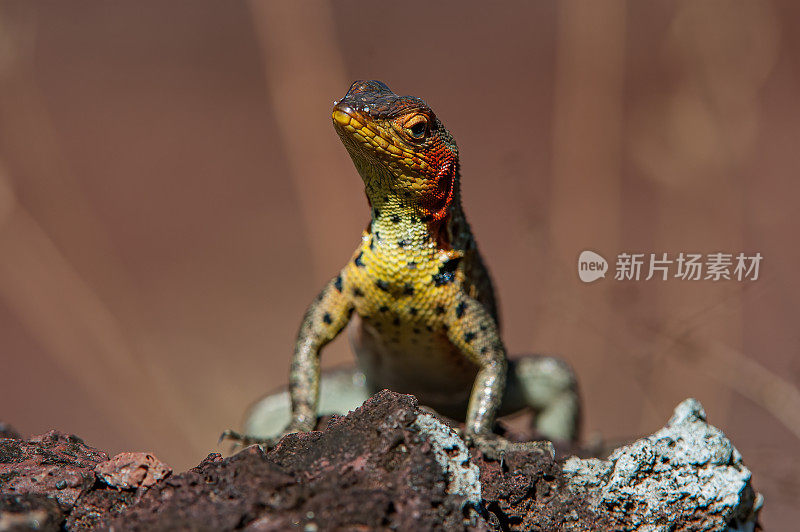 加拉帕戈斯熔岩蜥蜴，白marlenmicrolophus albemarlensis或troidurus albemarlensis，埃加斯港，詹姆斯岛，圣地亚哥岛，圣地亚哥岛，厄瓜多尔加拉帕戈斯群岛国家公园。女